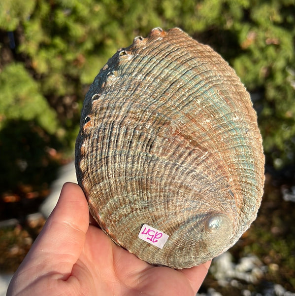 Abalone Shell