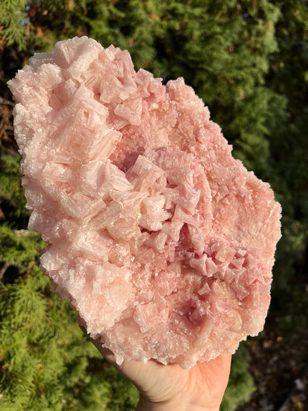 XL Pink Halite Specimen