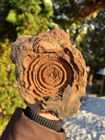 Stromatolite Fossil