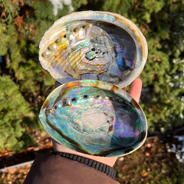 Abalone Shell