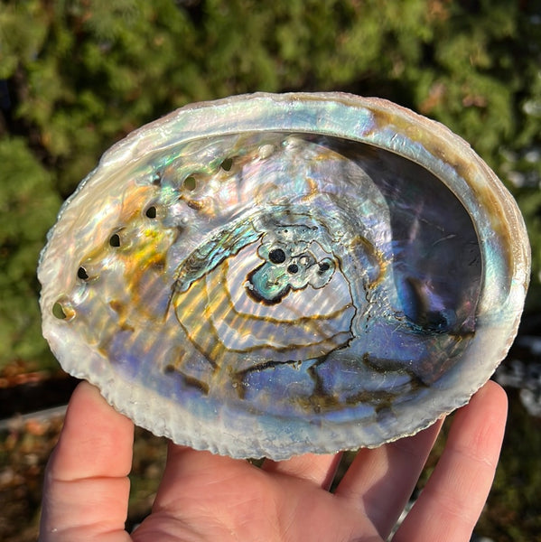 Abalone Shell