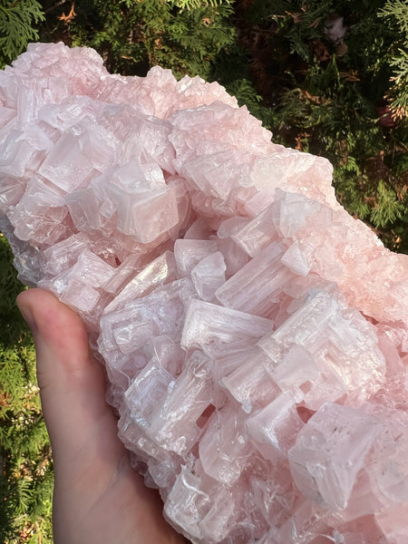 XL Pink Halite Specimen