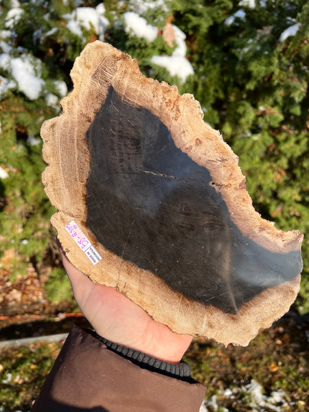 Petrified Wood Slab