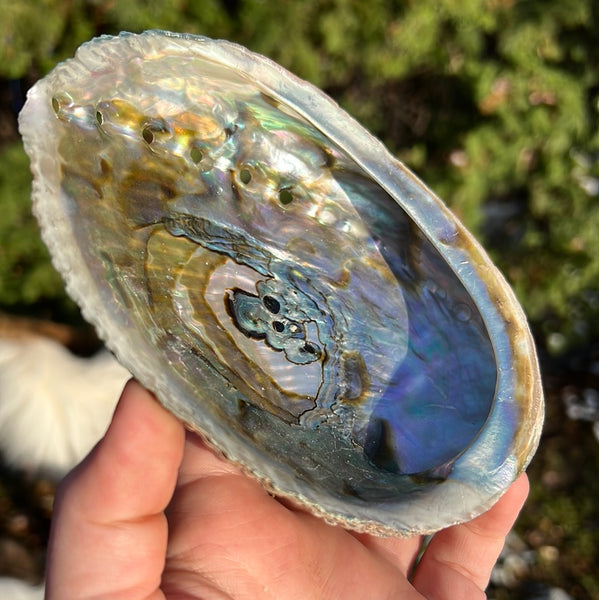 Abalone Shell