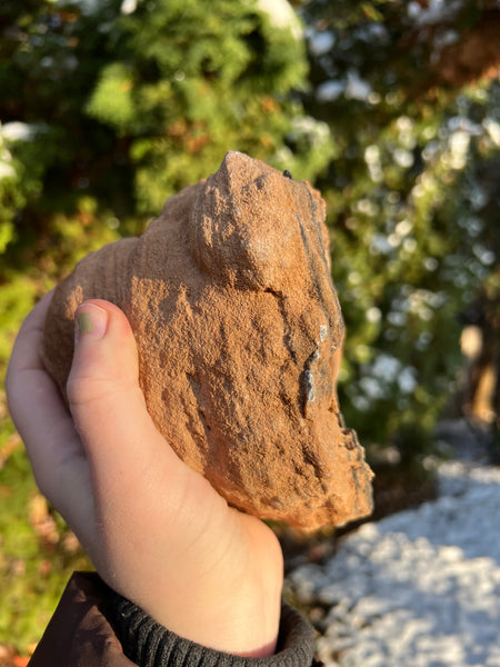 Stromatolite Fossil