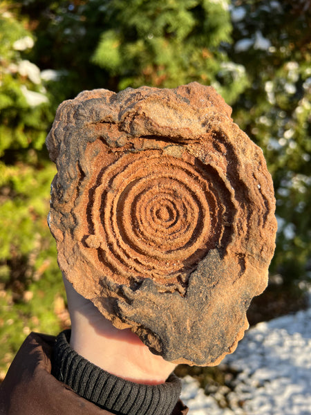 Stromatolite Fossil