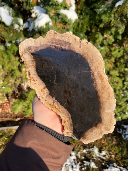 Petrified Wood Slab