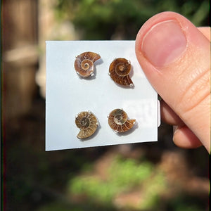 Ammonite Earrings