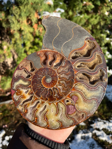 Ammonite (larger)