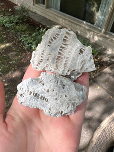 Fossilized Coral