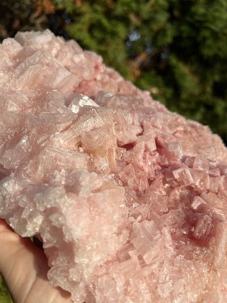 XL Pink Halite Specimen