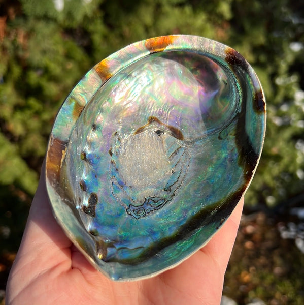 Abalone Shell