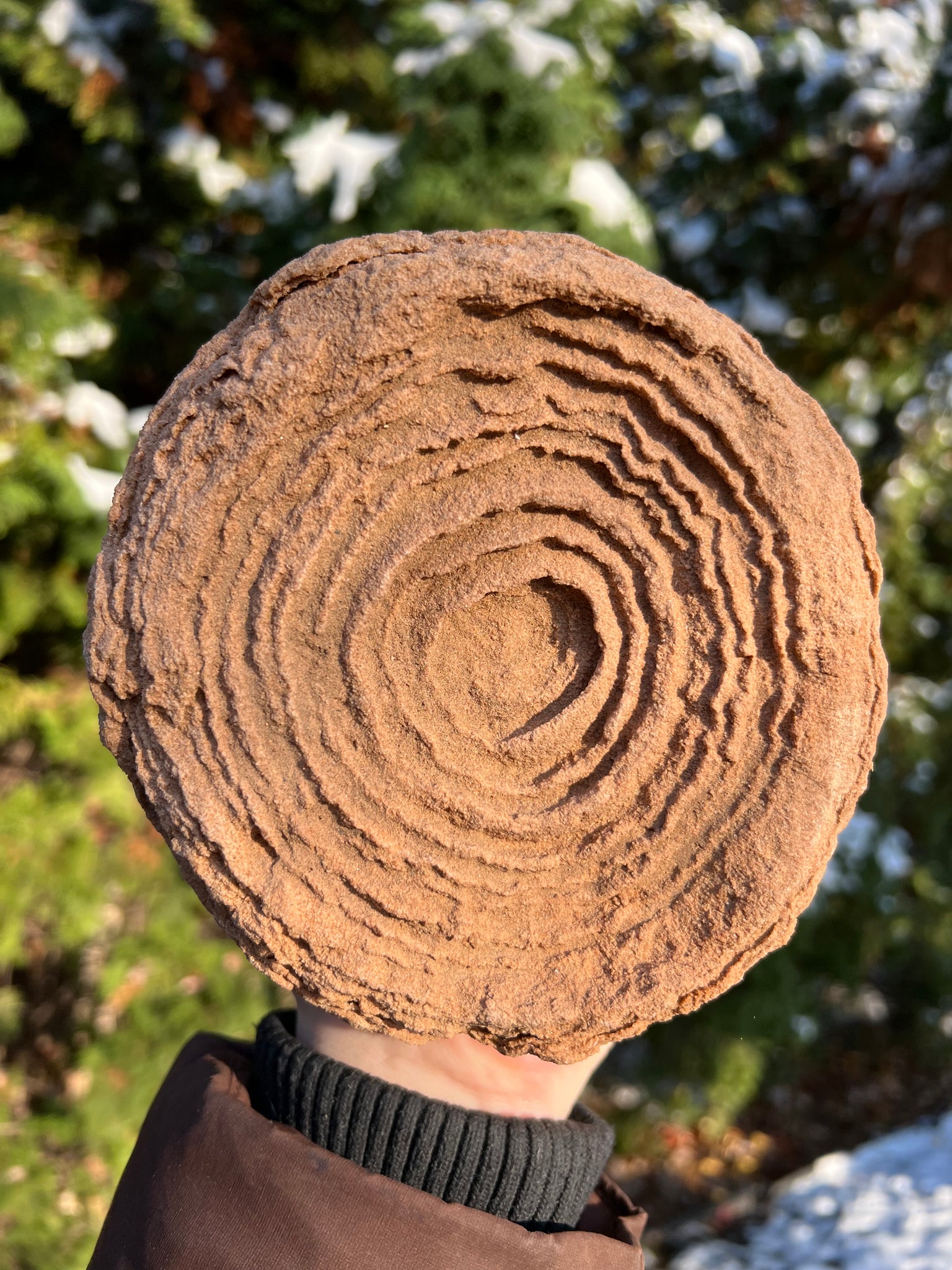 Stromatolite Fossil