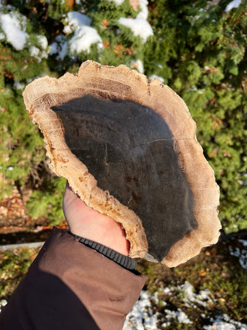 Petrified Wood Slab