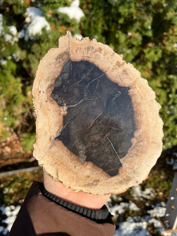 Petrified Wood Slab