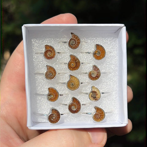 Ammonite Ring