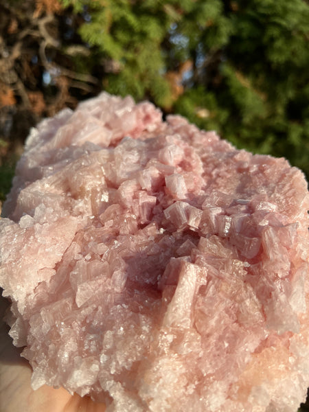 XL Pink Halite Specimen