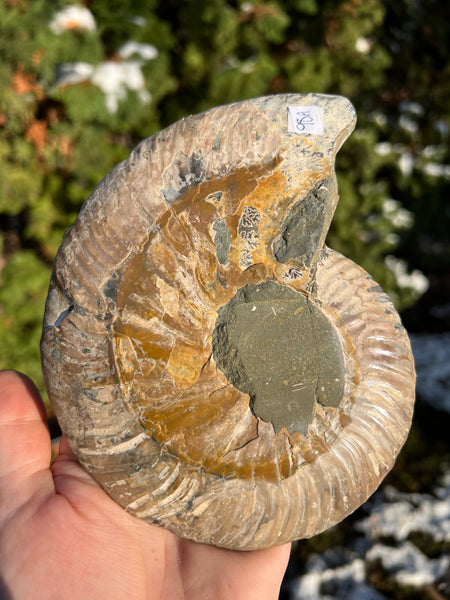 Ammonite (smaller)