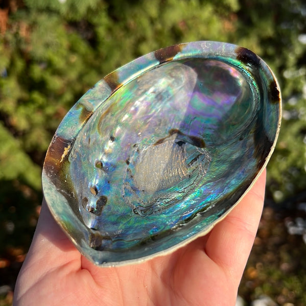 Abalone Shell