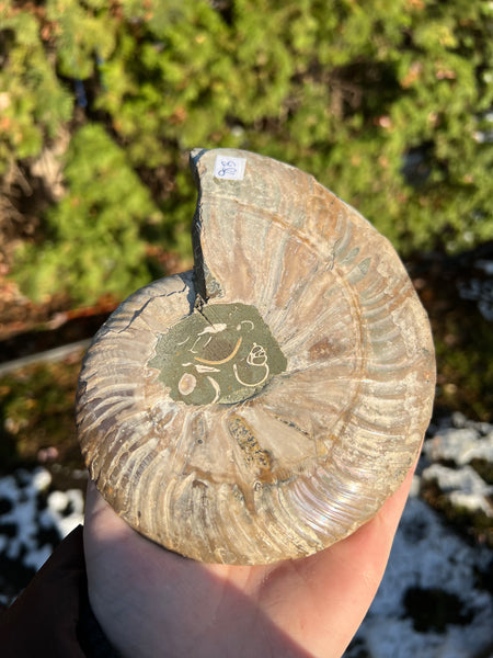 Ammonite (smaller)