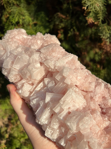 XL Pink Halite Specimen