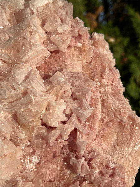 XL Pink Halite Specimen