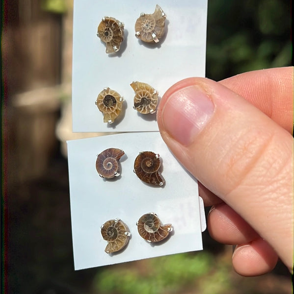 Ammonite Earrings