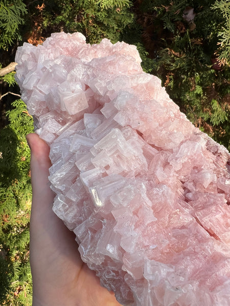 XL Pink Halite Specimen