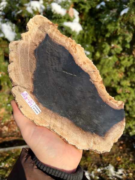 Petrified Wood Slab