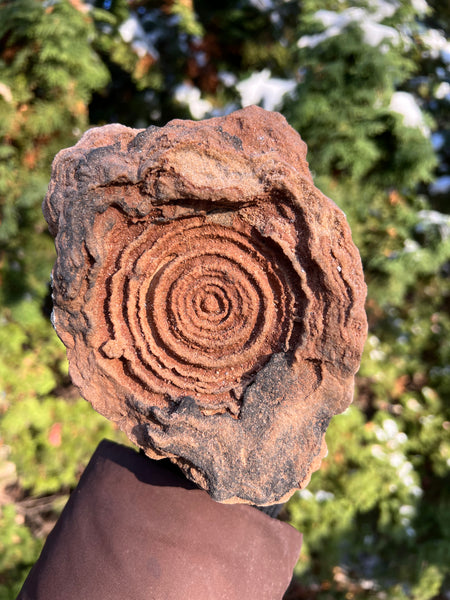 Stromatolite Fossil