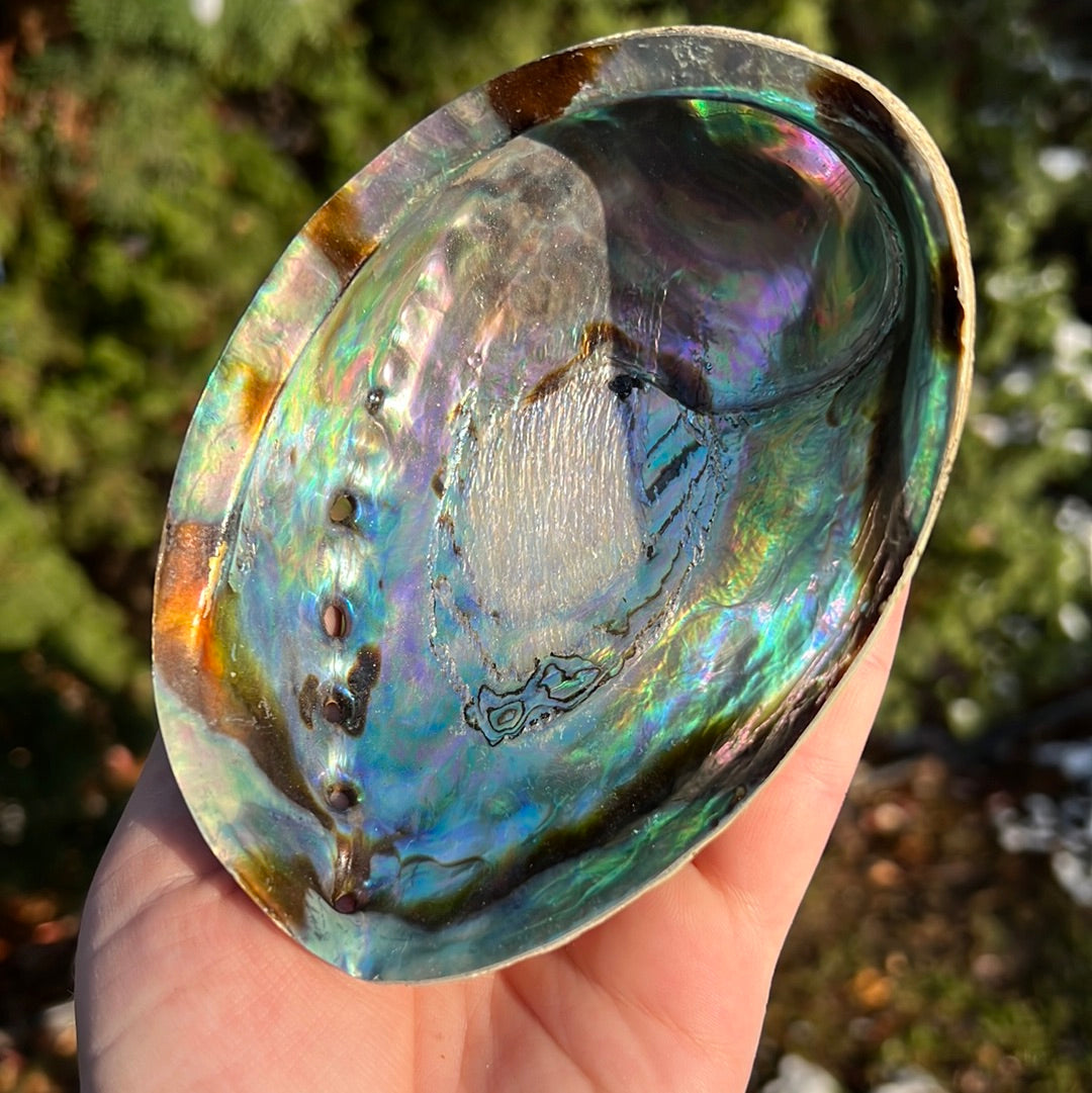 Abalone Shell