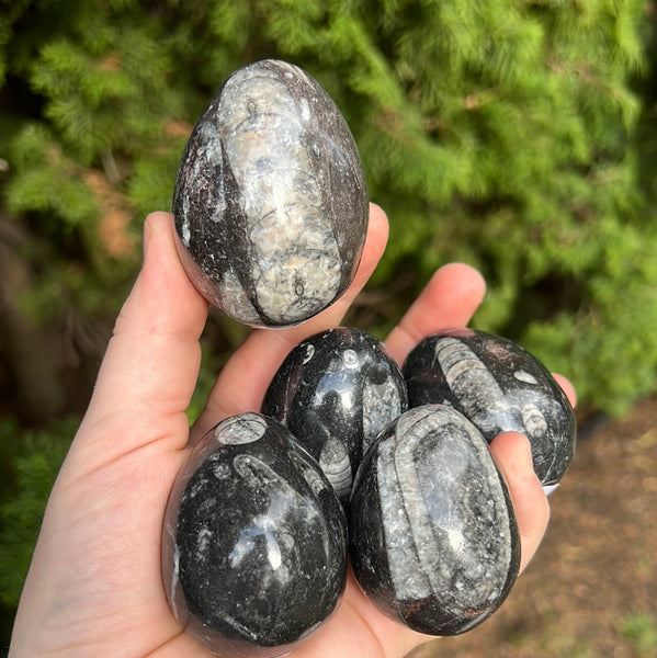 Orthoceras Egg Fossil