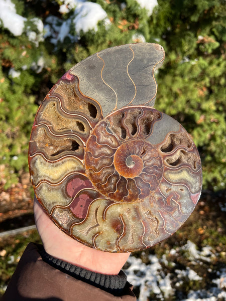 Ammonite (larger)