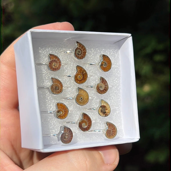 Ammonite Ring