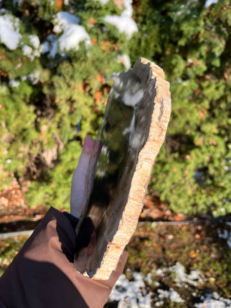 Petrified Wood Slab