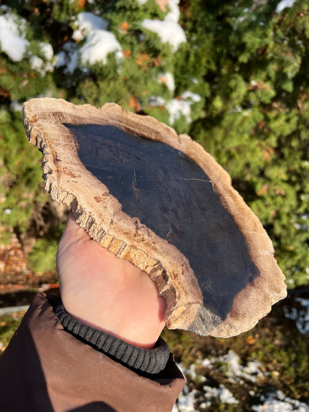 Petrified Wood Slab