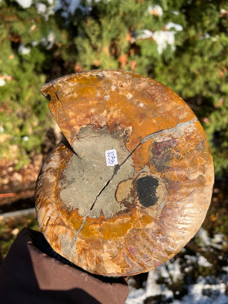 Ammonite (larger)