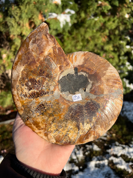 Ammonite (larger)