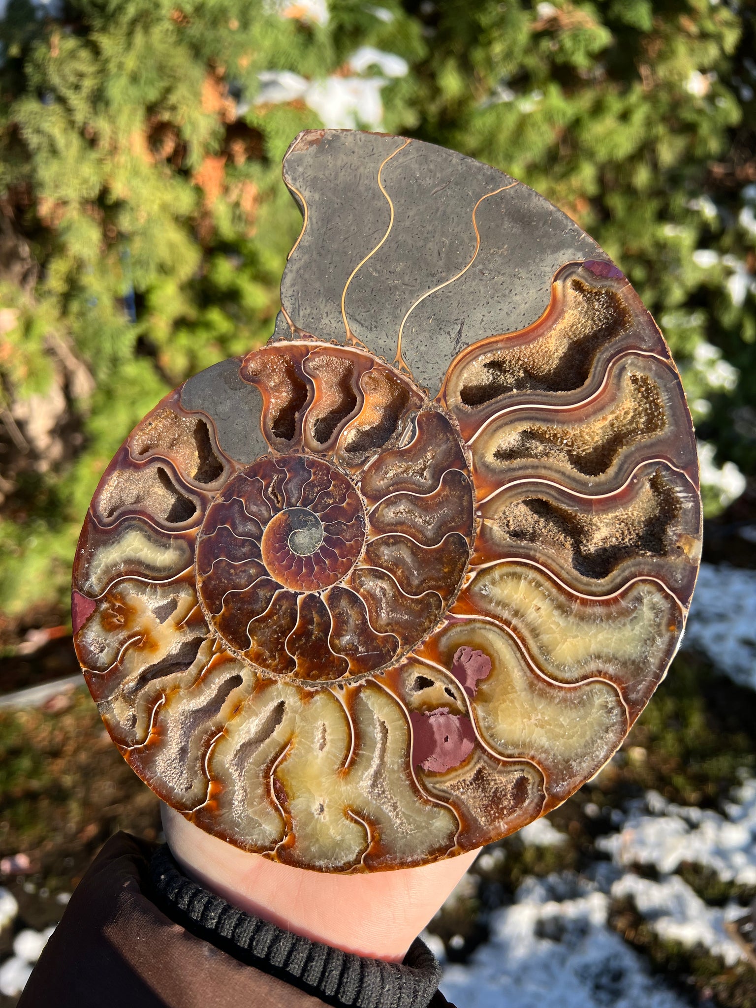 Ammonite (larger)