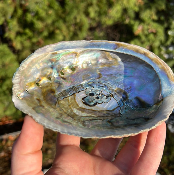 Abalone Shell