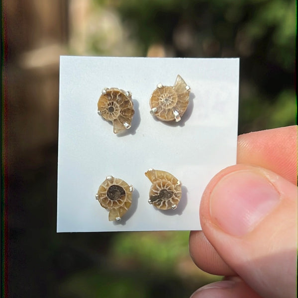 Ammonite Earrings