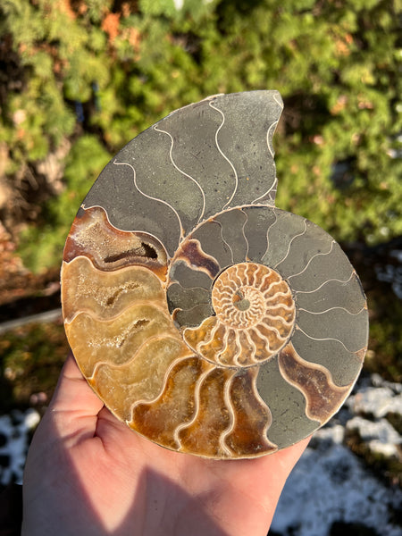 Ammonite (smaller)