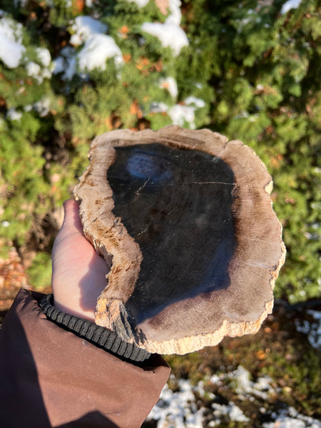 Petrified Wood Slab