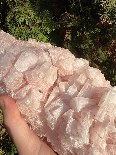 XL Pink Halite Specimen