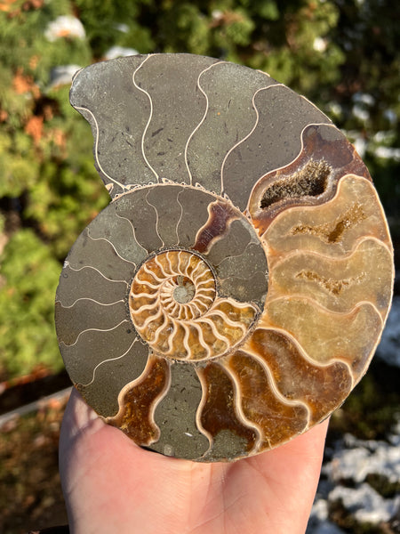 Ammonite (smaller)