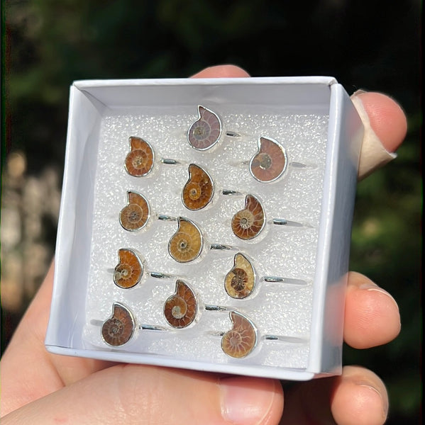 Ammonite Ring