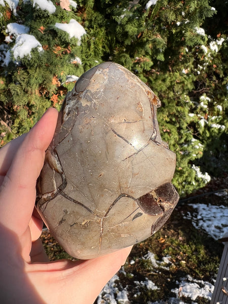 Septarian Freeform