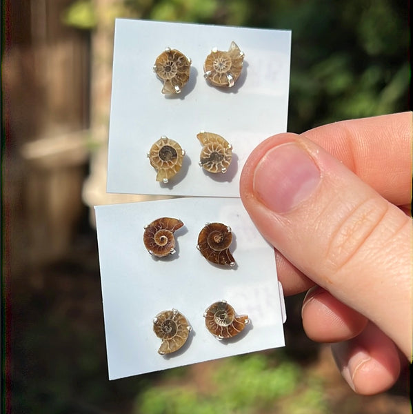 Ammonite Earrings