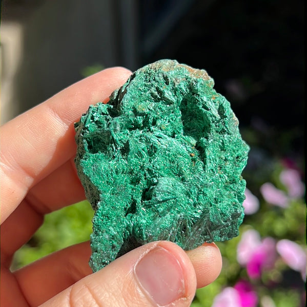 Fibrosis Malachite