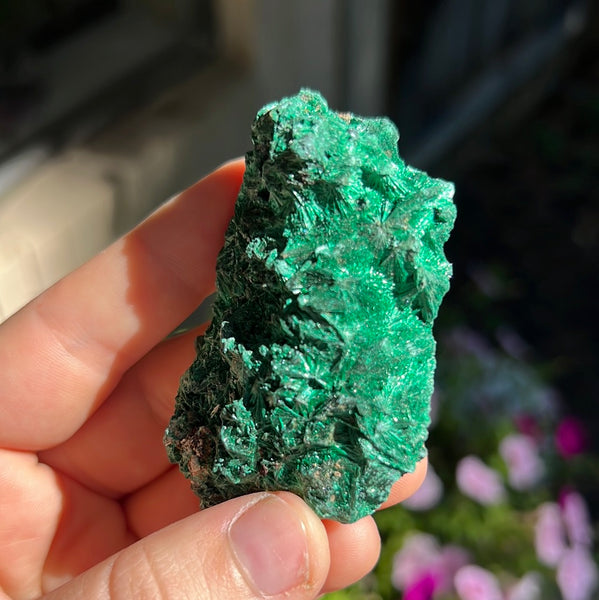 Fibrosis Malachite